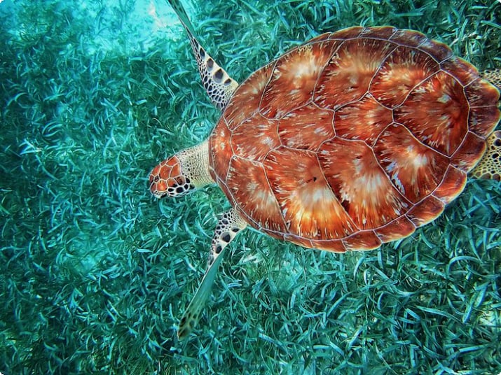Черепаха в морском заповеднике Хол Чан