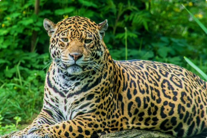 Jaguar au Belize