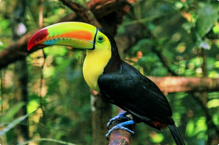 Keel-billed toucan at the Belize Zoo