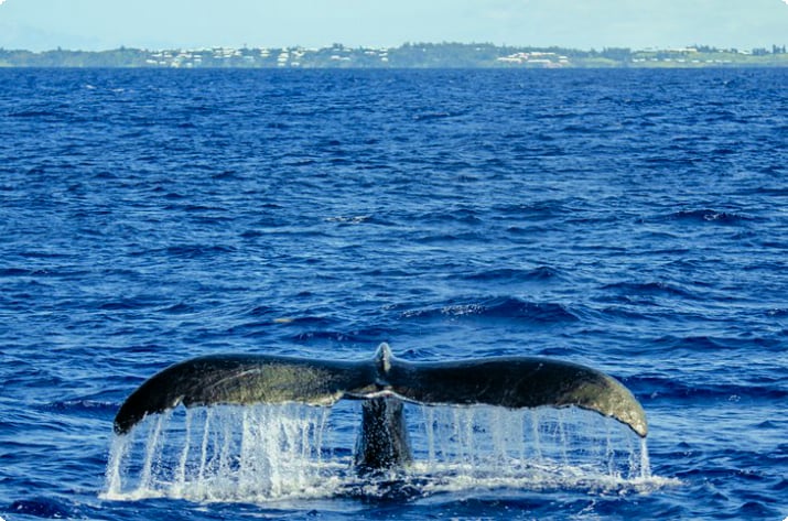 Bermuda açıklarında kambur balina
