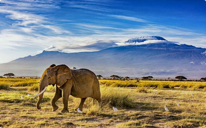 Слон в национальном парке Амбосели, Кения