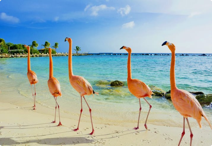 Flamingos na praia de Aruba