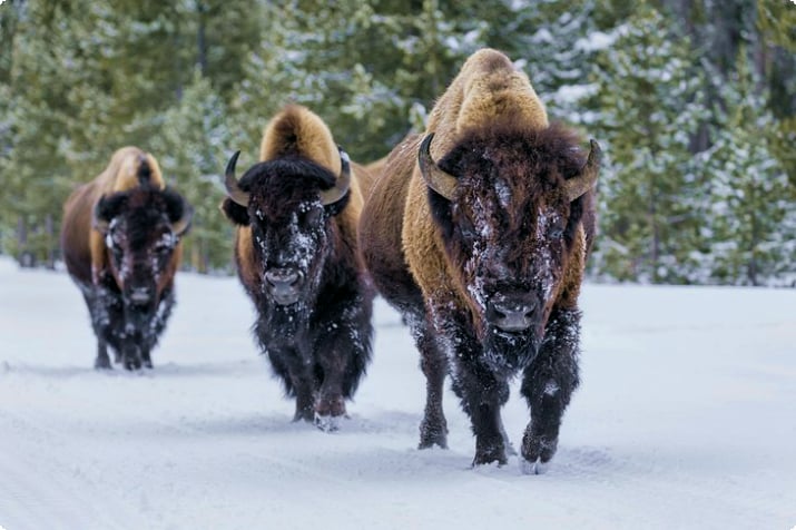 Schneebedeckter Bison im Yellowstone-Nationalpark