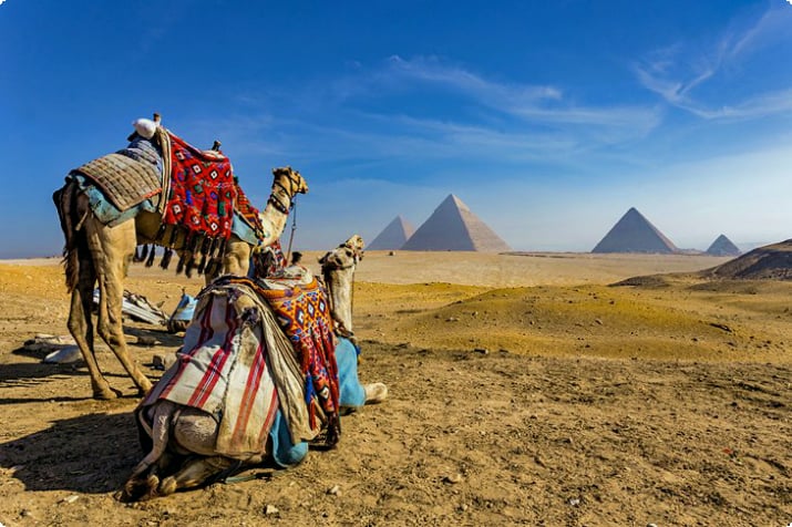 Kameler framför pyramiderna i Giza