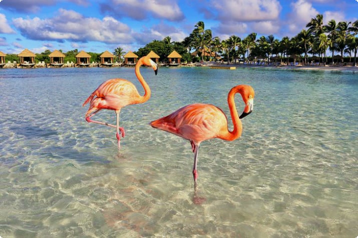 Vaaleanpunaiset flamingot Renaissance Islandilla, Aruba