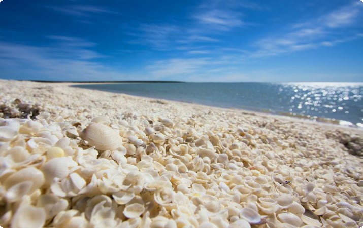 Shell Beach em Shark Bay, Austrália