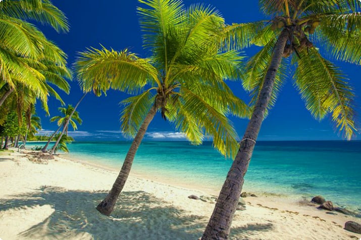 Fiji'de palmiyelerle kaplı plaj