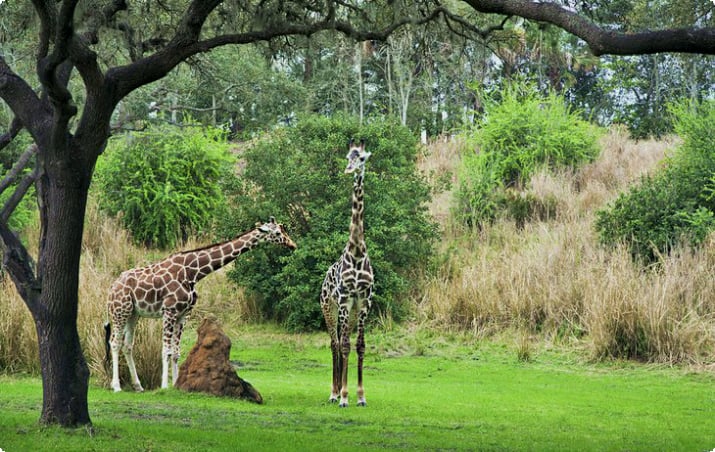 Жирафы в парке
