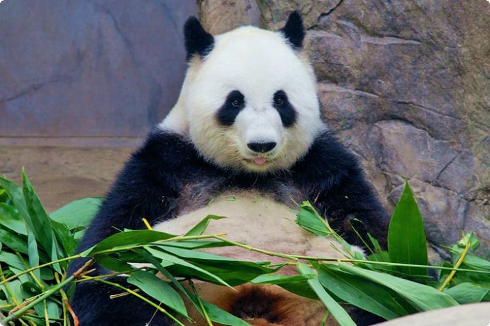 Панда в зоопарке Сан-Диего