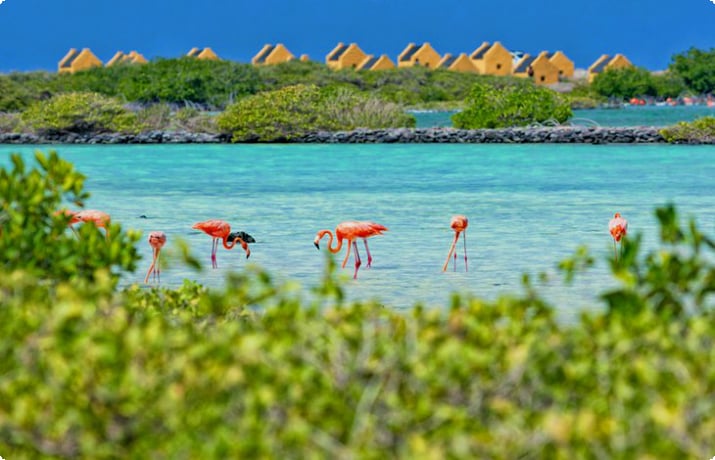 Фламинго на острове Бонайре