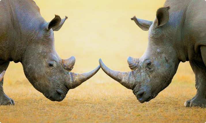 Белые носороги в национальном парке Крюгера