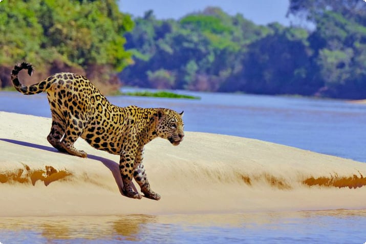 Ягуар на берегу реки Куяба, водно-болотные угодья Пантанал, Бразилия