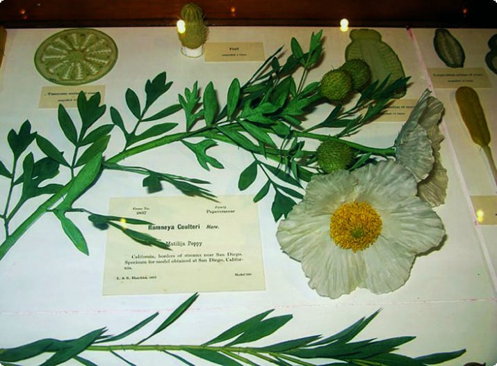 Стеклянные цветы в музеях Гарварда