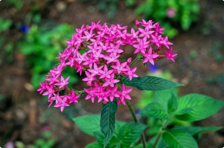 Цветы в ботаническом саду Белу-Оризонти