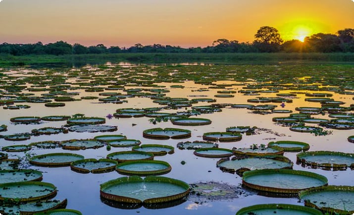 Zonas úmidas no Pantanal ao pôr do sol