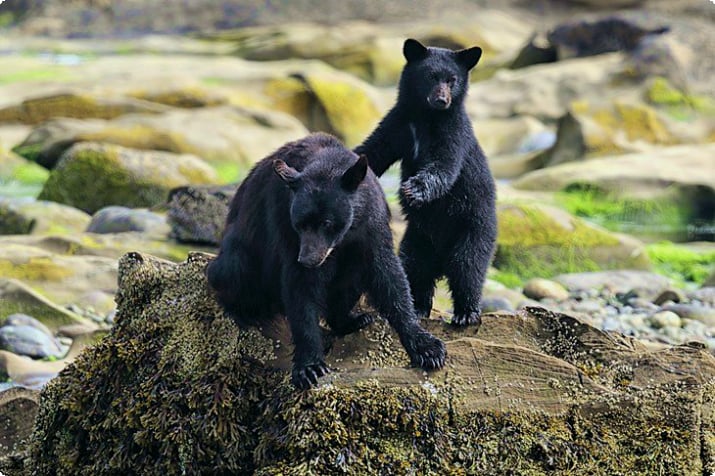 Ours sur le rivage à Tofino