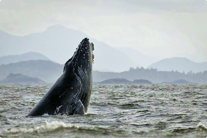 Наблюдение за китами в Тофино