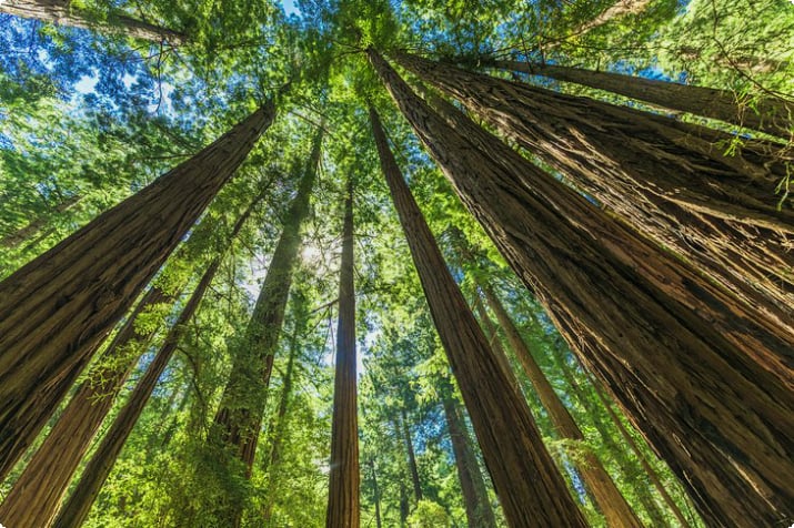 Jätte Redwoods i Muir Woods National Monument