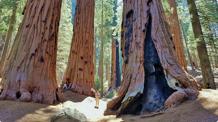 Sequoia Ulusal Parkı