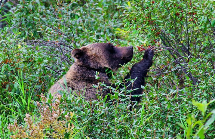 Медведь гризли в национальном парке Банф