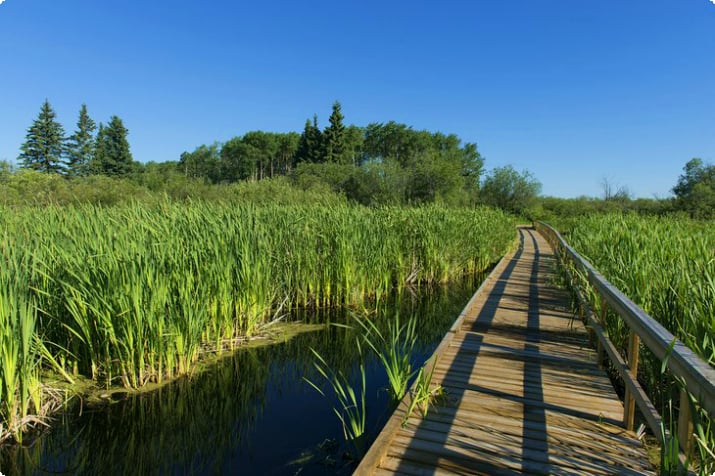 ライディング マウンテン国立公園の沼地を通る遊歩道