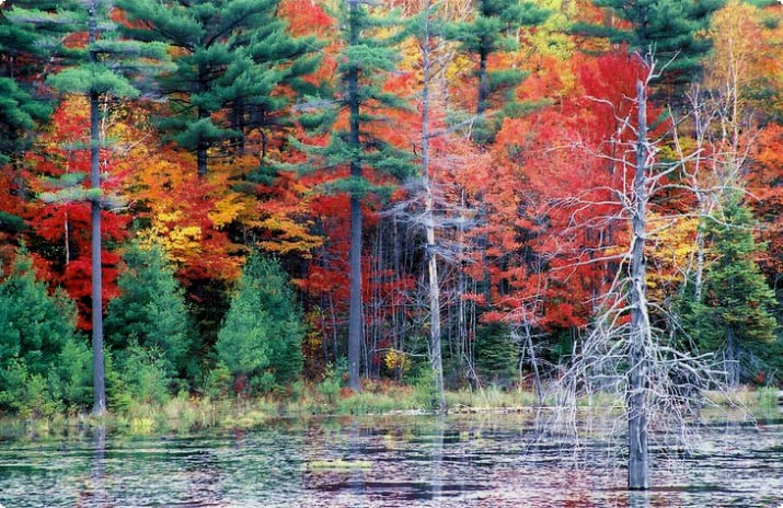 Осенние цвета в провинциальном парке Килларни