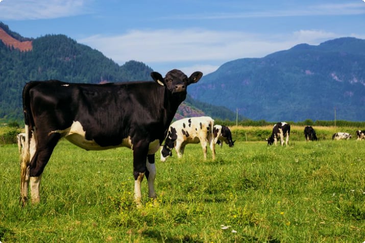 Коровы на ферме Чилливак