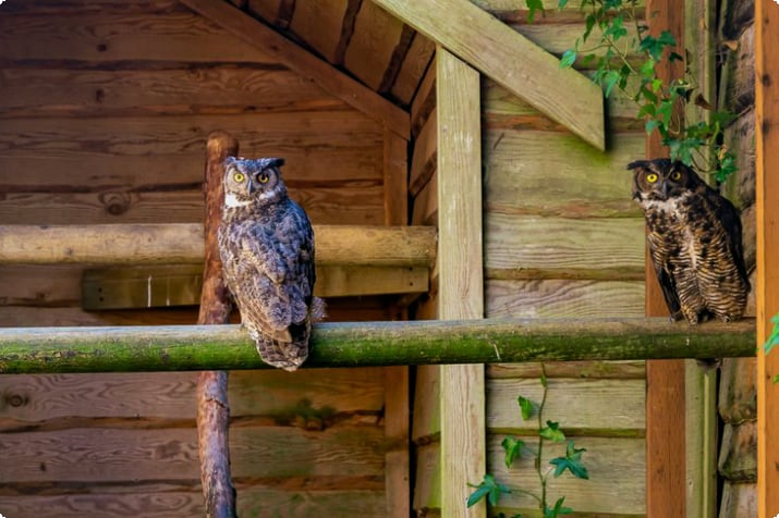 Grote gehoornde uilen in North Island Wildlife Recovery Centre