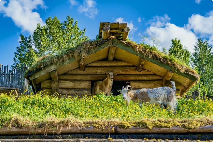 Chèvres sur le toit du marché du vieux pays de Coombs