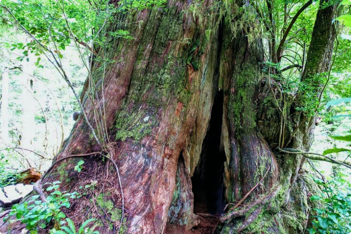 Гигантский кедр вдоль Тропа большого дерева