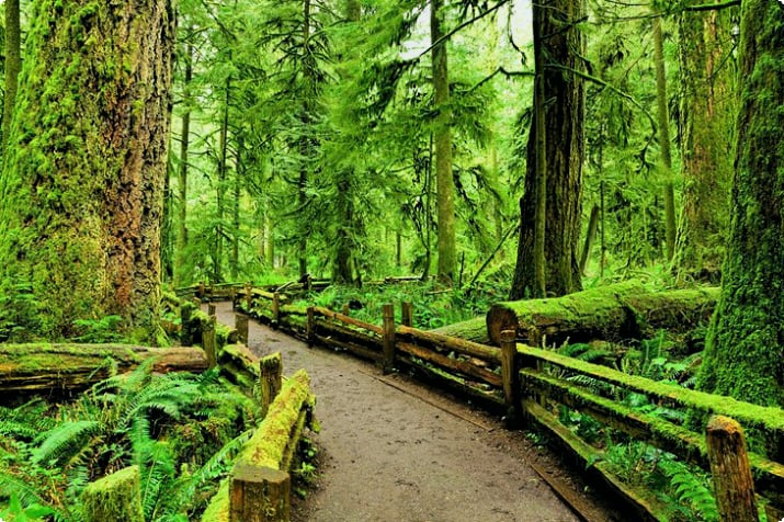 Старовозрастной лес в Соборной роще, остров Ванкувер