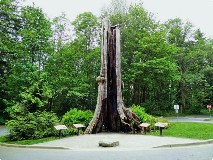 Пустое дерево в Стэнли-парке, Ванкувер