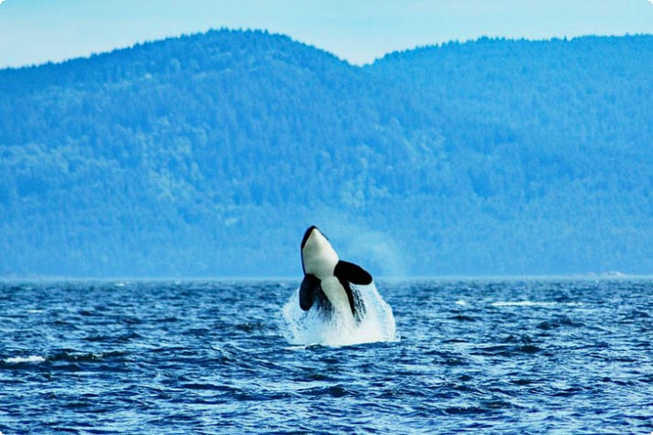 Orca che si fa breccia al largo dell'isola di Vancouver