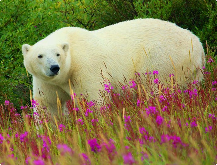 Белый медведь, Гудзонов залив