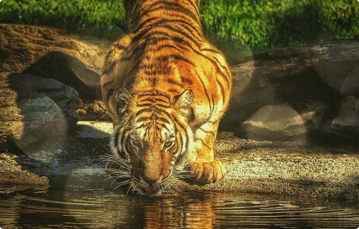 Амурский тигр в зоопарке Магнитного холма