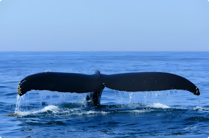 ファンディ湾のクジラの尾