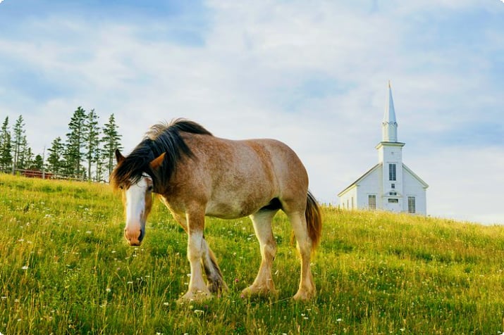 Клайдесдейл, лошадь и церковь в деревне Хайленд