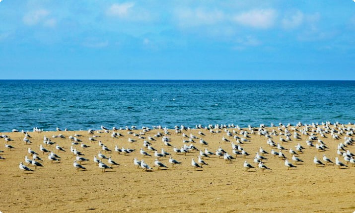 Måger på Southampton Beach