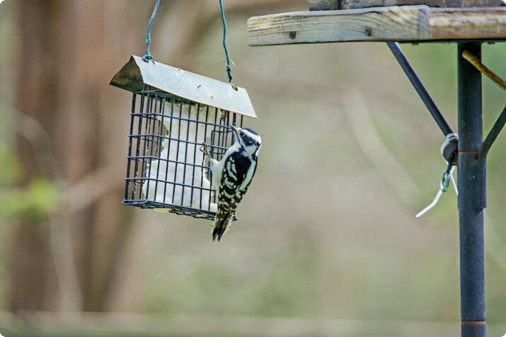 Mangeoire à oiseaux à l'Arboretum de Guelph