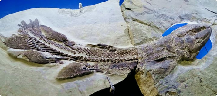 Fossil, Parc National de Miguasha Fossil Site