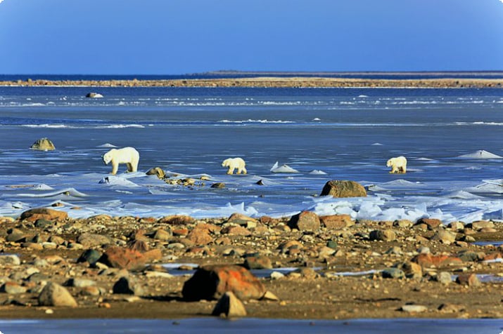 Белые медведи на льду Гудзонова залива