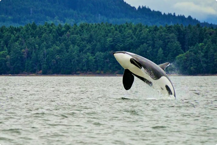 Una orca saltando