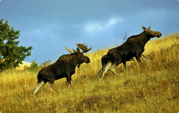 Moose in Cypress Hills