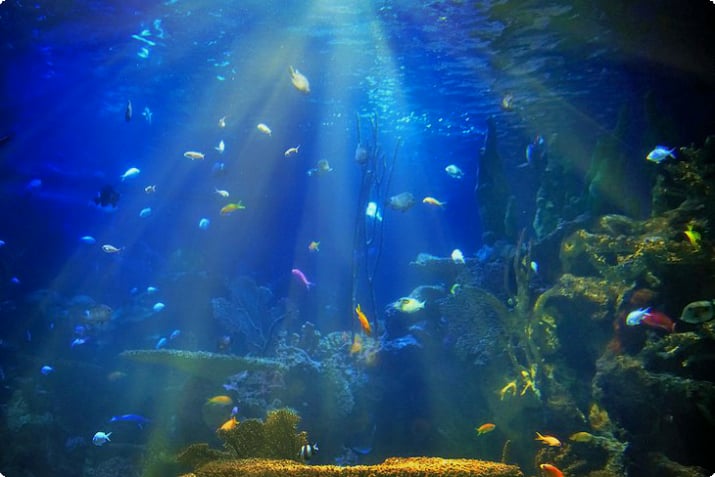 バンクーバー水族館