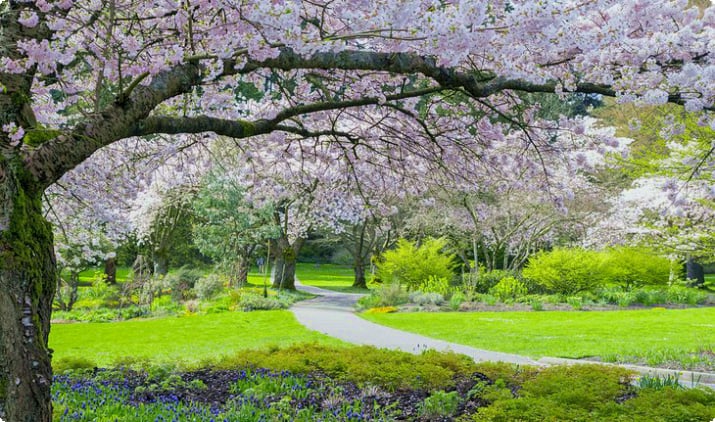 Цветение сакуры в Стэнли-парке