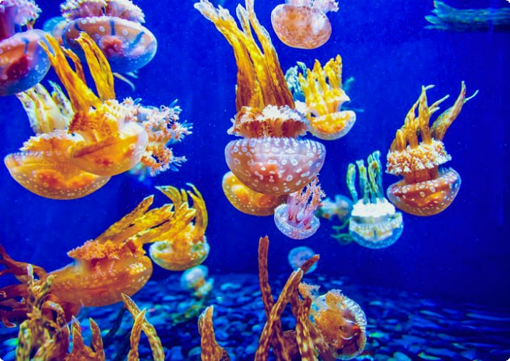 Красочные медузы в аквариуме Ванкувера