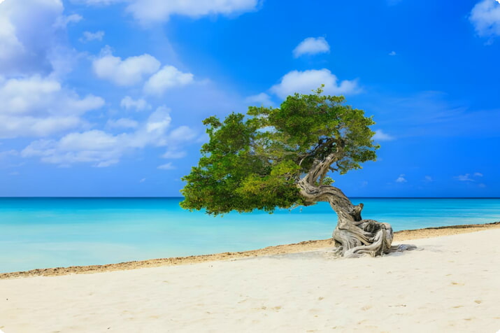 Divi divi-träd på Eagle Beach, Aruba