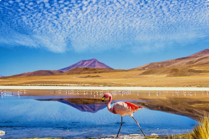 Bolivya'daki bir tuz gölündeki flamingolar