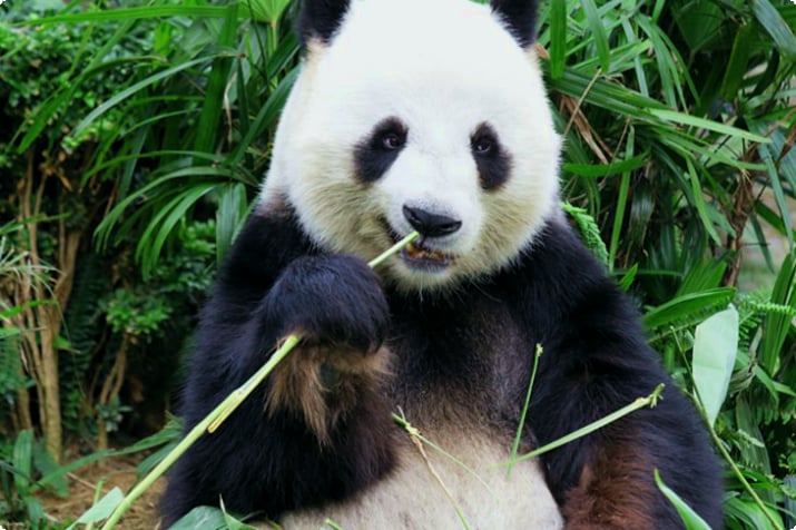 Научной базе по разведению больших панд в Чэнду