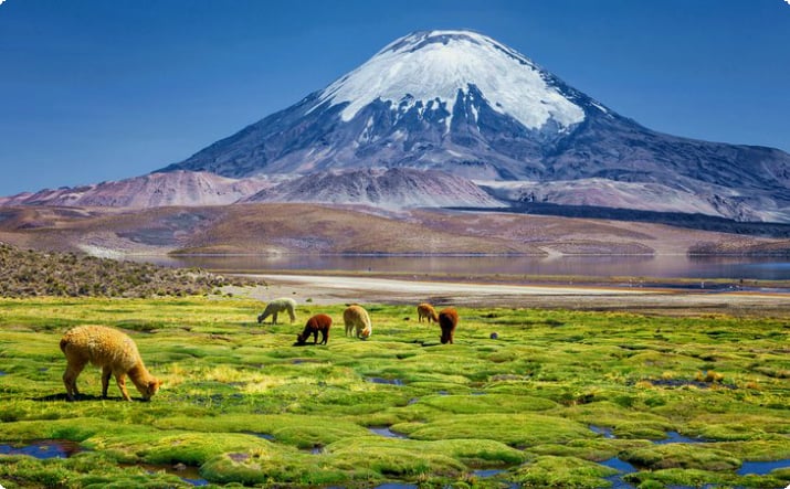Alpaca's grazen aan de oever van Lake Chungara aan de voet van de Parinacota-vulkaan